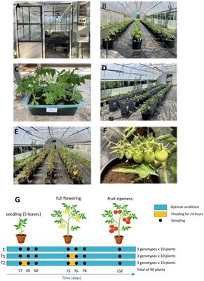 Stress response in tomato as influenced by repeated waterlogging